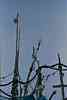 sc0006647a.jpg